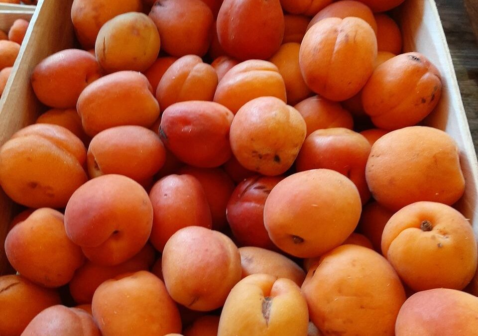 Les premiers abricots pour la confiture