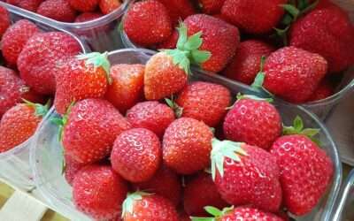 Les fraises « Mara des bois »