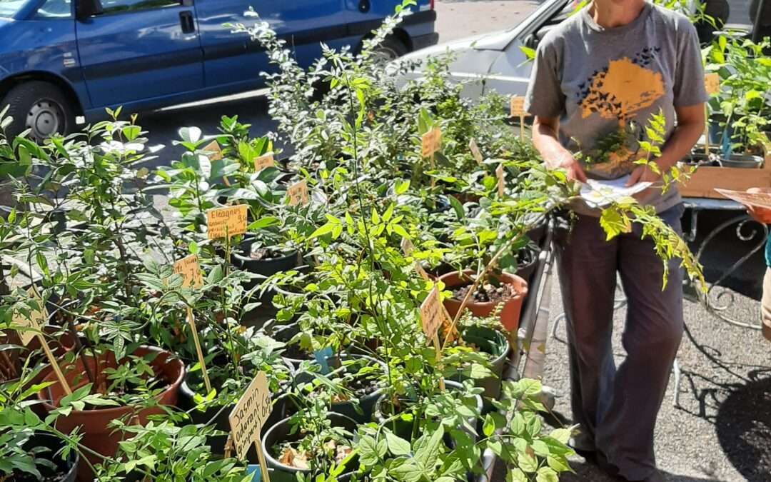 Arrivages des Jardins Capucines