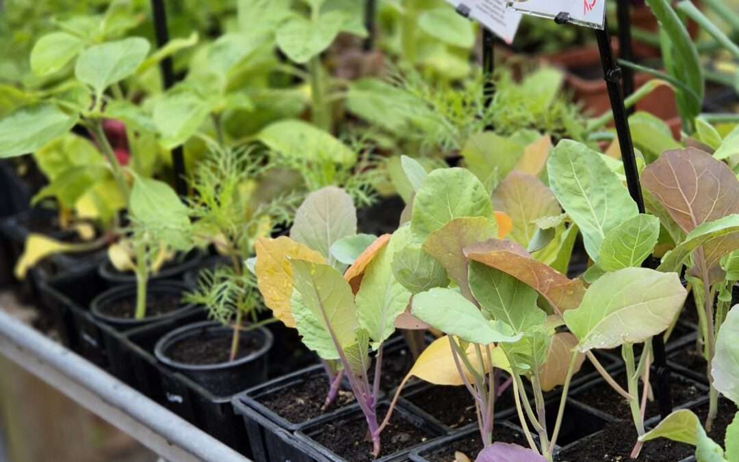 Les paniers sauvages, plants