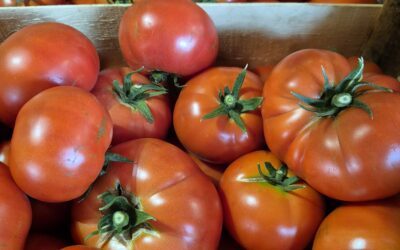 Nos premières tomates …