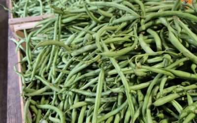 Haricots verts