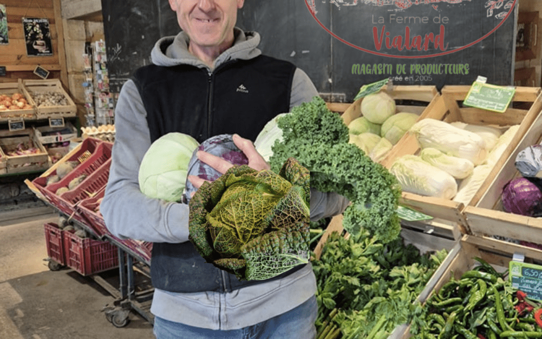 Les choux à la Ferme de Vialard