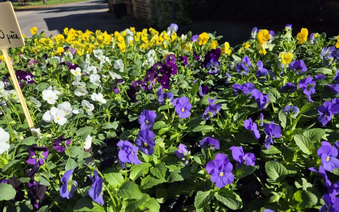 Les premières fleurs d’automne